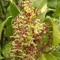 Aucuba japonica fleur P3 P25